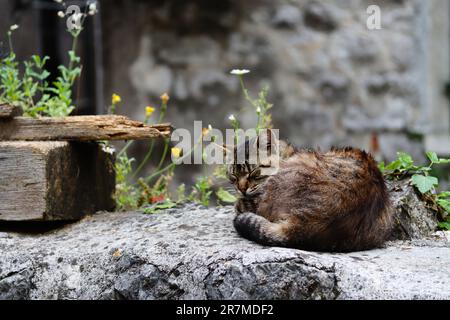 Die schöne Katze schläft friedlich am Aussichtspunkt in der Altstadt von Kotor, Montenegro. Vorderansicht einer süßen, schlafenden, obdachlosen Katze im Tourismusgewerbe Stockfoto