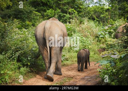 Rückansicht einer Elefantenherde, die auf einem Pfad in der Natur Sri Lankas gemeinsam spazieren. Stockfoto