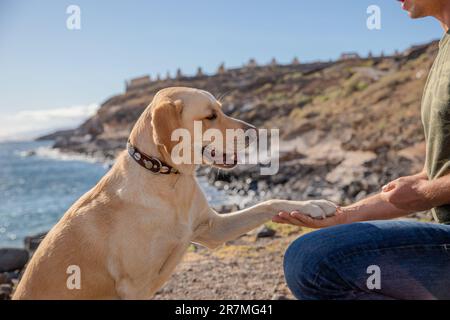 Ein Hundetrainer lässt den Hund beim Training am Strand seine Pfote auf sich ziehen Stockfoto