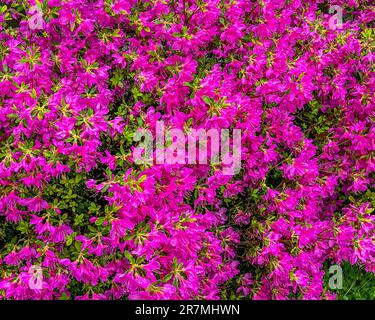 Azaleen in Blüte an einem wunderschönen Frühlingsmorgen im York County Pennsylvania USA Stockfoto