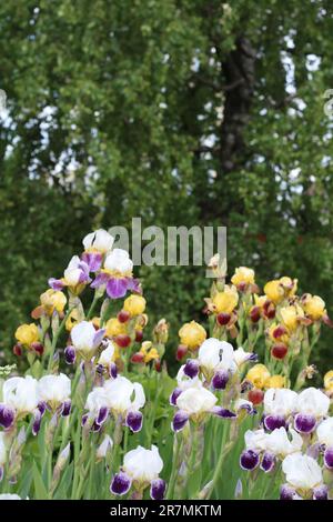 Fotografieren Sie viele Blumen Iris blüht draußen in verschiedenen Farben in Nahaufnahme Stockfoto
