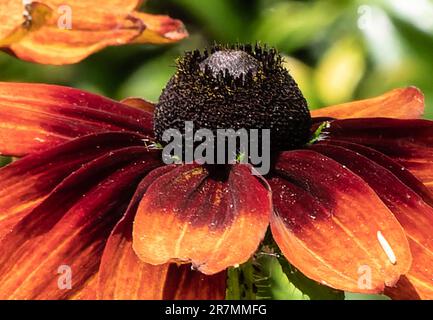 Nahaufnahme einer Kegelblume Stockfoto