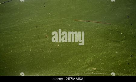 Odessa, Ukraine. 16. Juni 2023. Im Schwarzen Meer Blau-grüne Algen blühen, Wasser in Odessa ist Süßwasser und Grün. Umweltkatastrophe durch die Explosion des Staudamms des Kraftwerks Kakhovka, Ukraine. (Kreditbild: © Andrey Nekrasov/ZUMA Press Wire) NUR REDAKTIONELLE VERWENDUNG! Nicht für den kommerziellen GEBRAUCH! Stockfoto