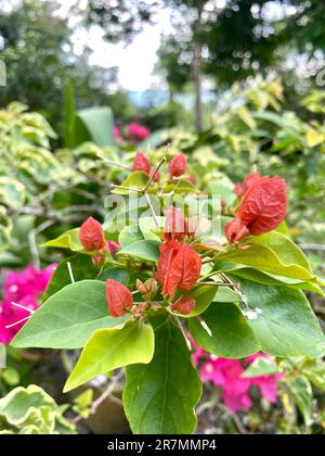 Eine blühende Bougainvillea im Garten mit rötlichen Blumen und grünen Blättern. Stockfoto