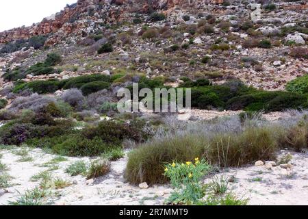 Bild vom Naturschutzgebiet Lampedusa Island. Sizilien, Italien Stockfoto