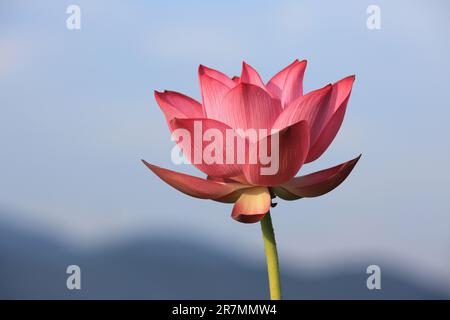 Lotusblume mit blauem Himmelshintergrund, wunderschöne rosa Lotusblume, die im Sommer im Teich wächst Stockfoto