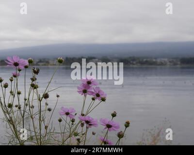 cosmos blüht am See Kawaguchi, Japan. Der fuji ist vollständig von Wolken bedeckt. Zarte Blumen und Seeufer im Herbst Stockfoto