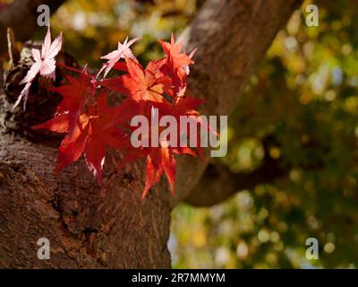 Rote Ahornblätter auf einem Baum im Herbst Stockfoto