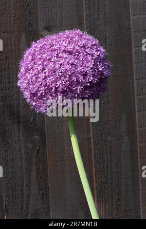 Allium Botschafter, Zierzwiebel. Stockfoto
