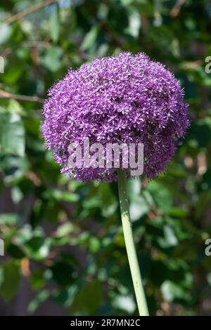 Allium Botschafter, Zierzwiebel. Stockfoto