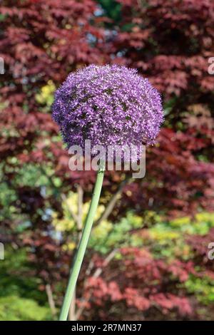 Allium Botschafter, Zierzwiebel. Stockfoto