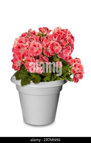 Blütenpflanze Königliches Pelargonium (Imperial Geranium) mit Scharlachblüten in weißem Topf isoliert auf weißem Boden mit Schnittweg Stockfoto