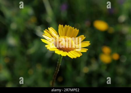 Färberkamille, Cota tinctoria. Die wunderschöne goldene Gänseblümchenblume, feucht mit Tau, schwingt im Wind. Stockfoto