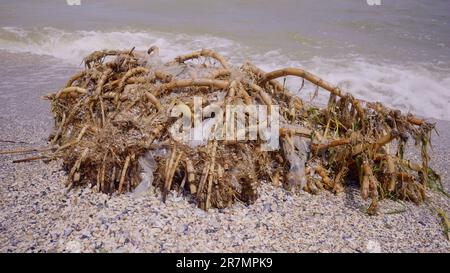 Odessa, Ukraine. 16. Juni 2023. Plastik vermischt mit Schilfrohrwurzeln liegt auf Sand, schwimmender Trümmer hat die Schwarzmeerstrände in Odessa, Ukraine, erreicht. Umweltkatastrophe durch Explosion des Staudamms des Kraftwerks Kakhovka. (Kreditbild: © Andrey Nekrasov/ZUMA Press Wire) NUR REDAKTIONELLE VERWENDUNG! Nicht für den kommerziellen GEBRAUCH! Stockfoto