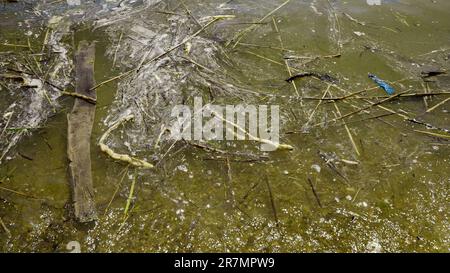 Odessa, Ukraine. 16. Juni 2023. Im Schwarzen Meer Blau-grüne Algen blühen, Wasser in Odessa ist Süßwasser und Grün. Umweltkatastrophe durch die Explosion des Staudamms des Kraftwerks Kakhovka, Ukraine. (Kreditbild: © Andrey Nekrasov/ZUMA Press Wire) NUR REDAKTIONELLE VERWENDUNG! Nicht für den kommerziellen GEBRAUCH! Stockfoto