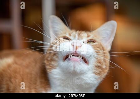 Schöne Ingwer und weiße Katze mit lächelndem Mund und Zähnen, die direkt in die Kamera schauen. Stockfoto