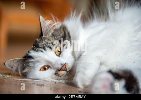 Atemberaubende flauschige Katze mit leuchtend orangefarbenen Augen, die auf dem Boden spielt und zu Hause in Katzenminze rollt. Stockfoto