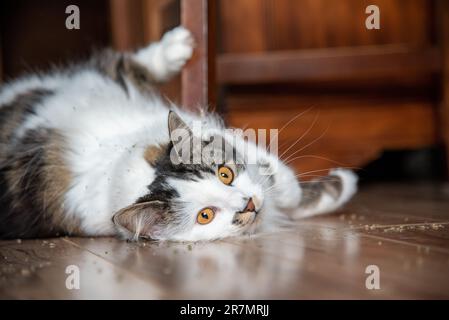 Atemberaubende flauschige Katze mit leuchtend orangefarbenen Augen, die auf dem Boden spielt und zu Hause in Katzenminze rollt. Stockfoto