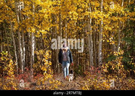 Atemberaubende weiße, schwarze und braune Maine Coone Cross Katze mit dem Besitzer, der im Herbst durch die Bäume und Büsche spaziert. Stockfoto