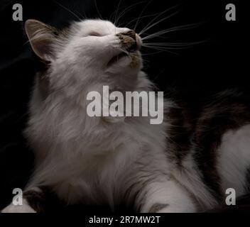 Atemberaubende schwarze, weiße und gequetschte Katze auf schwarzem Hintergrund mit stimmungsvollem Gesicht. Leuchtend orangefarbene Augen, Schnurrbart, flauschiges Gesicht und Ohren. Stockfoto