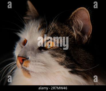 Atemberaubende schwarze, weiße und gequetschte Katze auf schwarzem Hintergrund mit stimmungsvollem Gesicht. Leuchtend orangefarbene Augen, Schnurrbart, flauschiges Gesicht und Ohren. Stockfoto