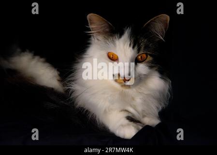 Atemberaubende schwarze, weiße und gequetschte Katze auf schwarzem Hintergrund mit stimmungsvollem Gesicht. Leuchtend orangefarbene Augen, Schnurrbart, flauschiges Gesicht und Ohren. Stockfoto