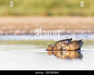 Garganey (Spatula querquedula) am frühen Morgen Stockfoto