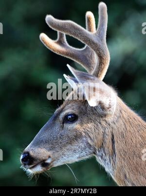 Ein junges Weißwedelhirsch-Porträt Stockfoto