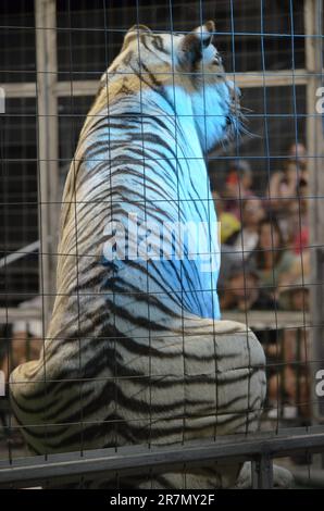 Tiere in Käfigen in einem Zirkus in Florida; große Katzen treten für das Publikum auf Stockfoto