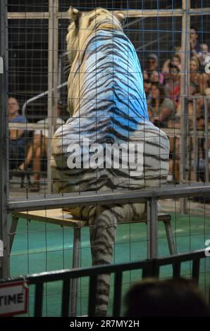 Tiere in Käfigen in einem Zirkus in Florida; große Katzen treten für das Publikum auf Stockfoto