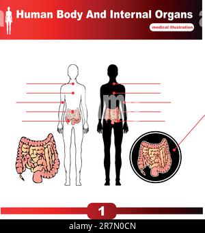 Vektor der inneren Organe des menschlichen Körpers Stock Vektor