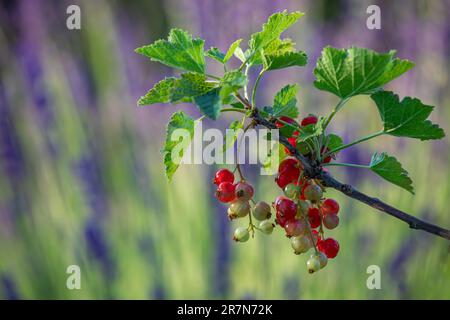 Nahaufnahme von fast reifen roten Johannisbeeren - ribes rubrum - die auf einem Strauchzweig mit lilavendelfarbenem Hintergrund hängen Stockfoto