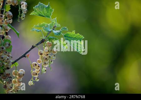 Perfekt reife weiße Johannisbeeren - ribes rubrum - wachsen auf einem Ast mit grüner und violetter Vegetation Stockfoto