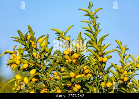 Fortunella margarita Kumquats - Kumquats - Laub und Früchte auf Kumquatbaum. Viele reife Kumquat-Früchte Stockfoto