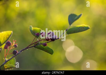 Saskatoon-Beere oder Amelanchier, Beerenpinsel mit essbaren Beeren auf Laubhintergrund Stockfoto