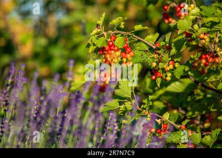 Nahaufnahme von fast reifen roten Johannisbeeren - ribes rubrum - die auf einem Strauchzweig mit lilavendelfarbenem Hintergrund hängen Stockfoto