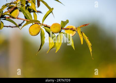 Unreife Pfirsichfrüchte auf dem Baum im Frühsommer Stockfoto