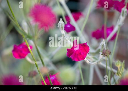 Silene coronaria - Rose campion - Blumen im Nahbereich. Andere gebräuchliche Namen sind Dusty Miller, Mullein-Pink und Bloody William. Stockfoto