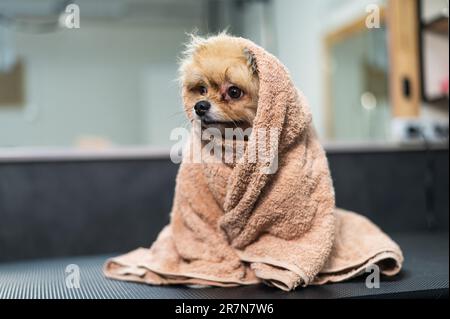 Süßes pommern, nach dem Waschen in ein beiges Handtuch eingewickelt. Pflegesalon. Stockfoto