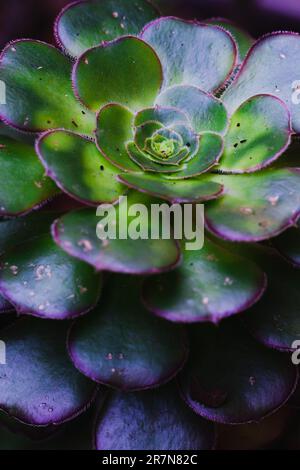 Eine Makroaufnahme einer grünen Sukulente Stockfoto