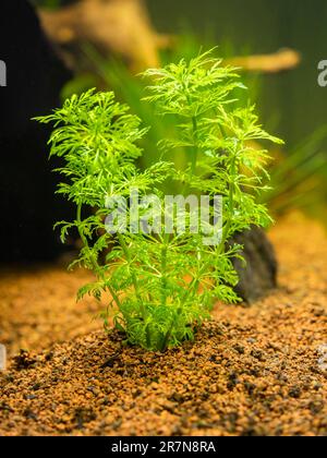 Selektivfokus einer ambulia (Limnophila sessiliflora), isoliert an einem Fischbecken mit verschwommenem Hintergrund Stockfoto
