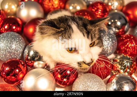 Süße, rothaarige, weibliche Katze, umgeben von Weihnachtsdekorationen, Rot, Silber, Glitzer, glänzendes und festliches Kätzchen für Weihnachtskarten, Poster, Zuhause Stockfoto