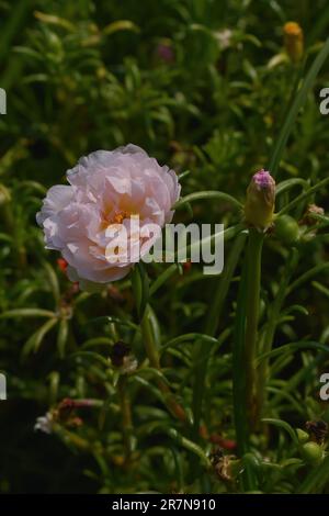 Wissenschaftliche Bezeichnung: Rosa centifolia var. Muskosa. Blüht um neun Uhr morgens. Schön auszusehen. Pink und Weiß mit spitzen Blättern. Stockfoto