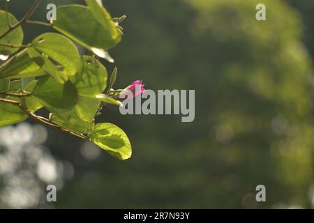 Chongkho-Blumen sind violette Blumen. Große und hohe Stiele sind beliebt. Wunderschöne rosa Chongkho Blumen im Park. Purple Orchid Tree, bauhinia purpurea, S. Stockfoto