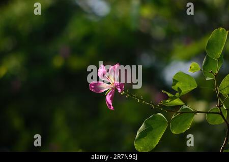 Chongkho-Blumen sind violette Blumen. Große und hohe Stiele sind beliebt. Wunderschöne rosa Chongkho Blumen im Park. Purple Orchid Tree, bauhinia purpurea, S. Stockfoto