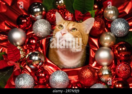 Süße, rothaarige, weibliche Katze, umgeben von Weihnachtsdekorationen, Rot, Silber, Glitzer, glänzendes und festliches Kätzchen für Weihnachtskarten, Poster, Zuhause Stockfoto