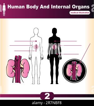 Vektorniere menschlicher Organe Stock Vektor
