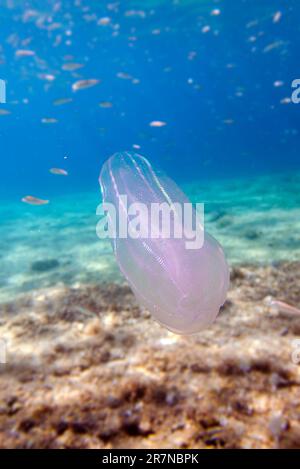 Mnemiopsis leidyi - die warzige Kammqualle oder Seewalnussqualle Stockfoto