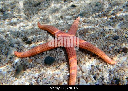 Hacelia Orange Seastar, Unterwasserfoto ins Mittelmeer - (Hacelia attenuata) Stockfoto