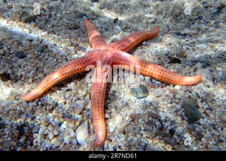 Hacelia Orange Seastar, Unterwasserfoto ins Mittelmeer - (Hacelia attenuata) Stockfoto